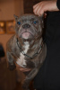 Photo №4. I will sell american bully in the city of Москва.  - price - 2113$