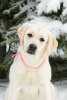 Photo №2 to announcement № 45060 for the sale of labrador retriever - buy in Russian Federation from nursery