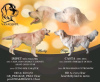 Photo №2 to announcement № 80200 for the sale of non-pedigree dogs - buy in Poland breeder