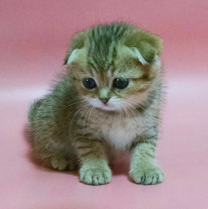 Photo №1. scottish fold - for sale in the city of Kharkov | 418$ | Announcement № 3506