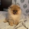 Photo №1. pomeranian - for sale in the city of Zürich | negotiated | Announcement № 77571