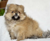 Photo №2 to announcement № 71340 for the sale of pomeranian - buy in Slovenia private announcement