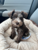 Photo №1. schnauzer - for sale in the city of Haugesund | negotiated | Announcement № 97860