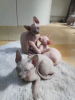 Photo №2 to announcement № 55154 for the sale of sphynx cat - buy in Sweden 