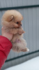 Additional photos: Pomeranian