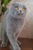 Photo №2 to announcement № 17208 for the sale of scottish fold - buy in Ukraine from nursery