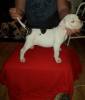 Photo №3. American Bulldog Puppies, Puppies Available Now. Germany