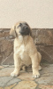 Additional photos: Turkish Kangal puppies