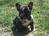 Photo №4. I will sell french bulldog in the city of Minsk. private announcement - price - negotiated