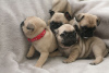 Photo №4. I will sell pug in the city of Bremen. private announcement - price - 396$