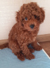 Additional photos: Miniature poodle puppies