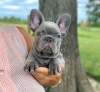 Photo №2 to announcement № 110723 for the sale of french bulldog - buy in United States private announcement