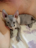 Photo №1. donskoy cat - for sale in the city of St. Petersburg | negotiated | Announcement № 41075