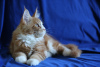 Photo №4. I will sell maine coon in the city of St. Petersburg. from nursery, breeder - price - 1217$