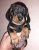 Additional photos: Purebred smooth-haired dachshund puppies