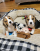 Photo №1. beagle - for sale in the city of Bremen | 380$ | Announcement № 124536