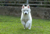 Photo №4. I will sell siberian husky in the city of Ниш. breeder - price - negotiated