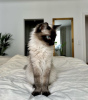 Additional photos: Ragdoll