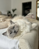 Photo №2 to announcement № 101785 for the sale of ragdoll - buy in Germany private announcement