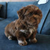 Photo №3. MORKIE PUPPY. United Kingdom