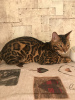 Photo №1. bengal cat - for sale in the city of Баку | negotiated | Announcement № 73547
