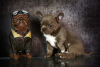 Photo №3. Funny chihuahua puppies. Russian Federation