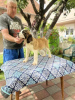 Photo №4. I will sell st. bernard in the city of Gornji Milanovac. breeder - price - negotiated