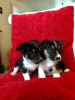 Photo №2 to announcement № 126471 for the sale of jack russell terrier - buy in Germany private announcement