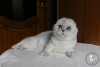 Photo №1. scottish fold - for sale in the city of Kamenskoe | 1040$ | Announcement № 20612