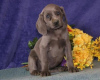Photo №1. weimaraner - for sale in the city of Ахерн | negotiated | Announcement № 103072