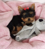 Photo №1. yorkshire terrier - for sale in the city of Bamberg | 280$ | Announcement № 119348