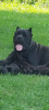 Photo №4. I will sell cane corso in the city of Smederevska Palanka. private announcement - price - negotiated