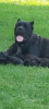 Photo №1. cane corso - for sale in the city of Smederevska Palanka | negotiated | Announcement № 64584