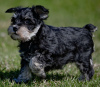 Photo №1. schnauzer - for sale in the city of Prague | 350$ | Announcement № 111166