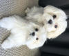 Photo №1. maltese dog - for sale in the city of Даллас | negotiated | Announcement № 46285