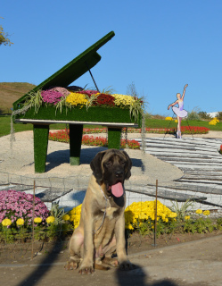 Photo №2 to announcement № 4206 for the sale of english mastiff - buy in Ukraine from nursery