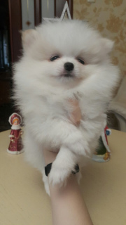 Photo №2 to announcement № 4539 for the sale of pomeranian - buy in Belarus private announcement