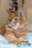 Photo №4. I will sell maine coon in the city of St. Petersburg. private announcement, from nursery, breeder - price - 552$