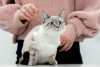 Photo №3. Thai cat Latifa in good hands. Russian Federation