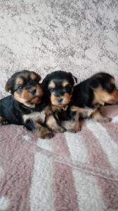Photo №4. I will sell yorkshire terrier in the city of Novosibirsk. private announcement - price - 234$
