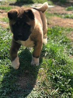 Photo №2 to announcement № 2249 for the sale of american akita - buy in Russian Federation breeder