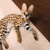 Additional photos: ocelot, serval and caracal kittens available