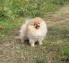 Photo №2 to announcement № 6519 for the sale of pomeranian - buy in Russian Federation breeder