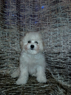 Photo №2 to announcement № 1175 for the sale of bichon frise - buy in Belarus private announcement, from nursery, breeder