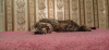 Photo №3. Young cat Masyanya is looking for a family.. Russian Federation