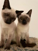 Photo №1. siamese cat - for sale in the city of Berlin | Is free | Announcement № 125377