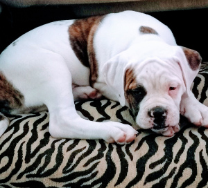 Additional photos: On sale 2 boys. American bulldog