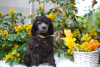 Photo №2 to announcement № 48327 for the sale of poodle (royal) - buy in Poland private announcement, from nursery