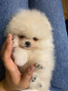 Photo №2 to announcement № 110356 for the sale of pomeranian - buy in Germany private announcement