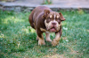 Additional photos: American Bully puppies for sale